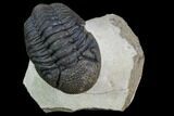 Bumpy Morocops Trilobite - Foum Zguid, Morocco #89300-1